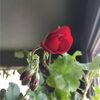 tilkeh11